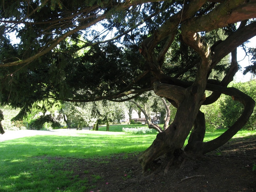 Arbre tortueux