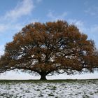 Arbre vénérable