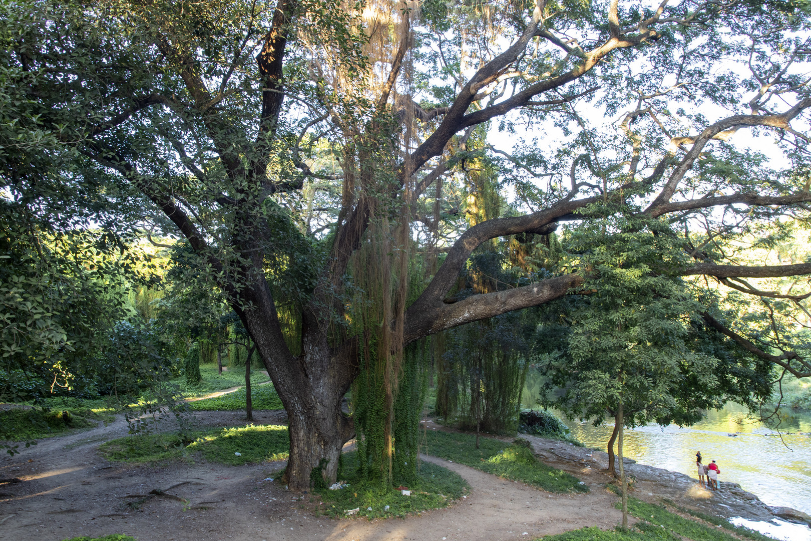 Arbre vénérable