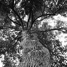 Arbre vénérable