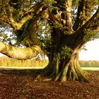 arbre vénérable maronnier séculaire