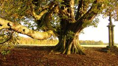 arbre vénérable maronnier séculaire