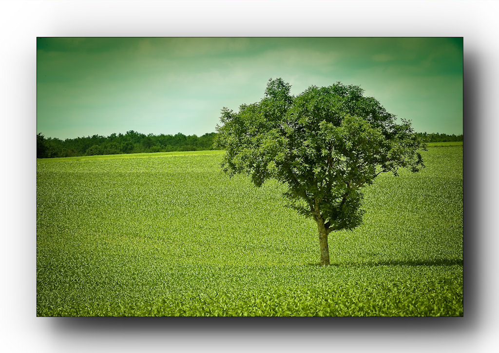 ......Arbre Vert.....