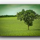 ......Arbre Vert.....