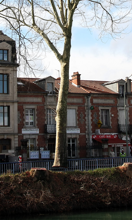 Arbre vole ou KO debout ?