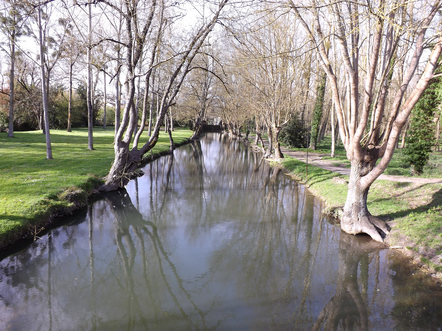 arbres au bord de l'eau