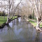 arbres au bord de l'eau