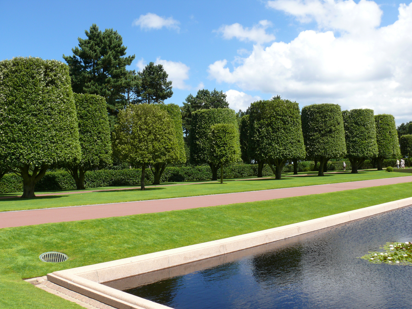 Arbres bouchons.