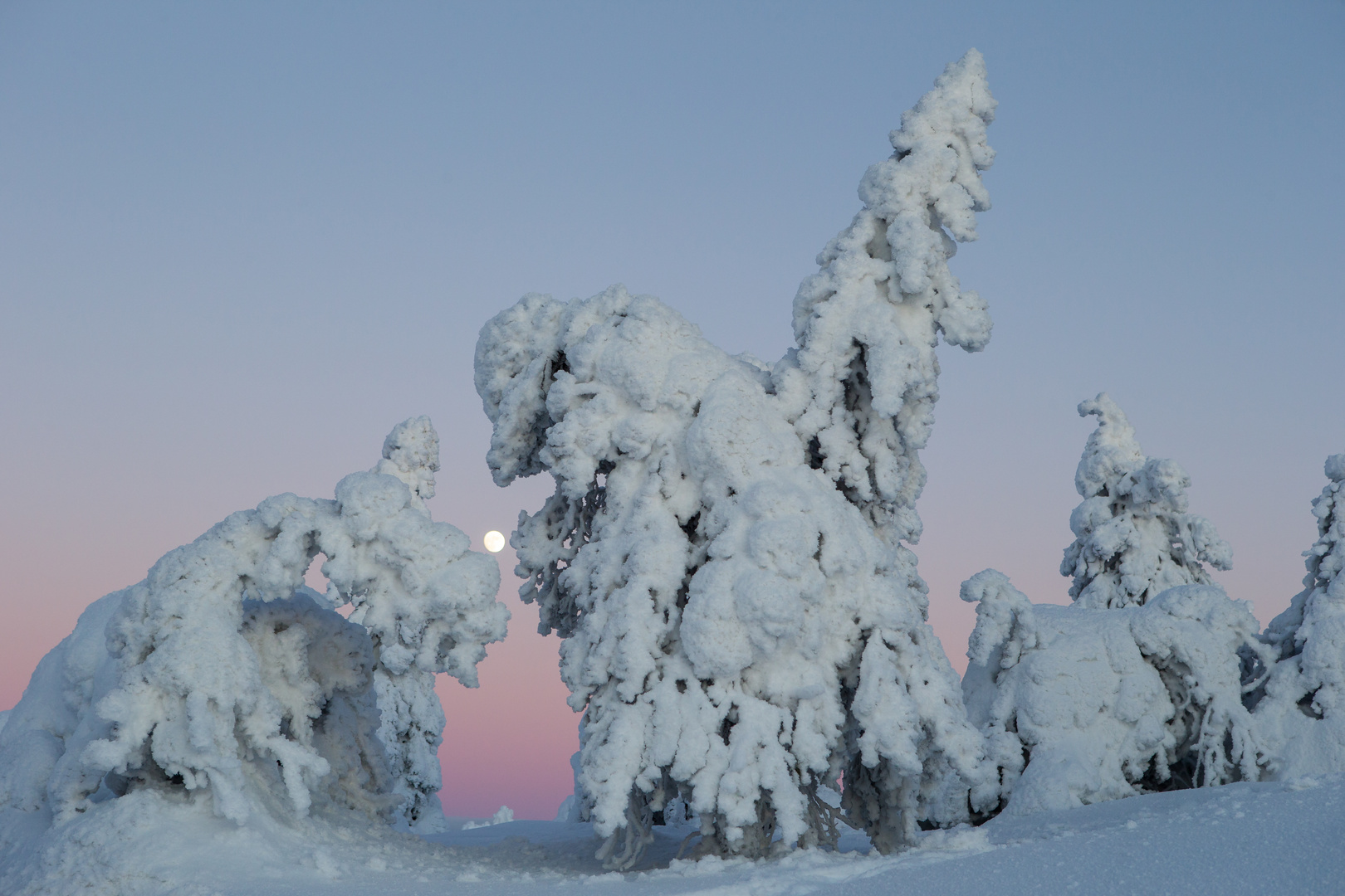 Arbres candélabres