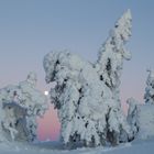 Arbres candélabres