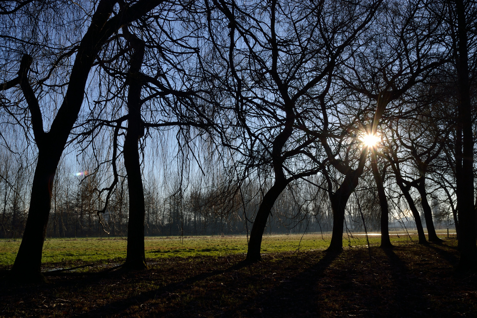 Arbres, ciel et soleil : qu'elle est belle, la nature