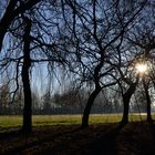 Arbres, ciel et soleil : qu'elle est belle, la nature