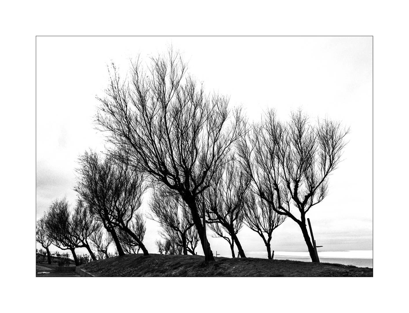 Arbres