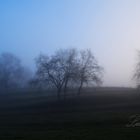 Arbres dans la brume