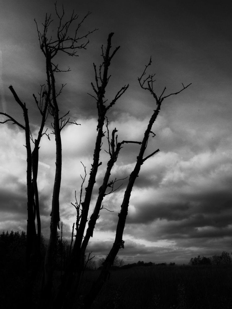 Arbres dans la tourmente 