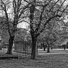 Arbres dans le parc