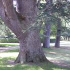 arbres dans le parc du chateau de chenonceaux