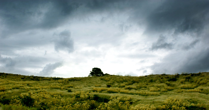 Arbres dans le pré du ciel tourmenté...