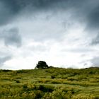 Arbres dans le pré du ciel tourmenté...