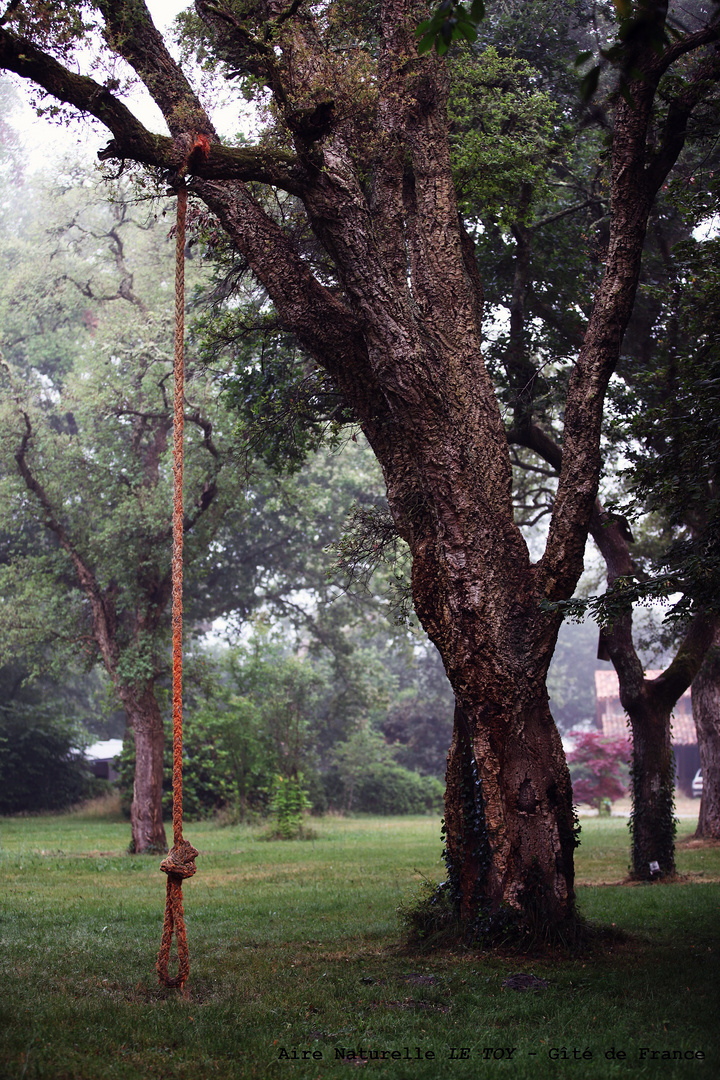 arbres dans les landes