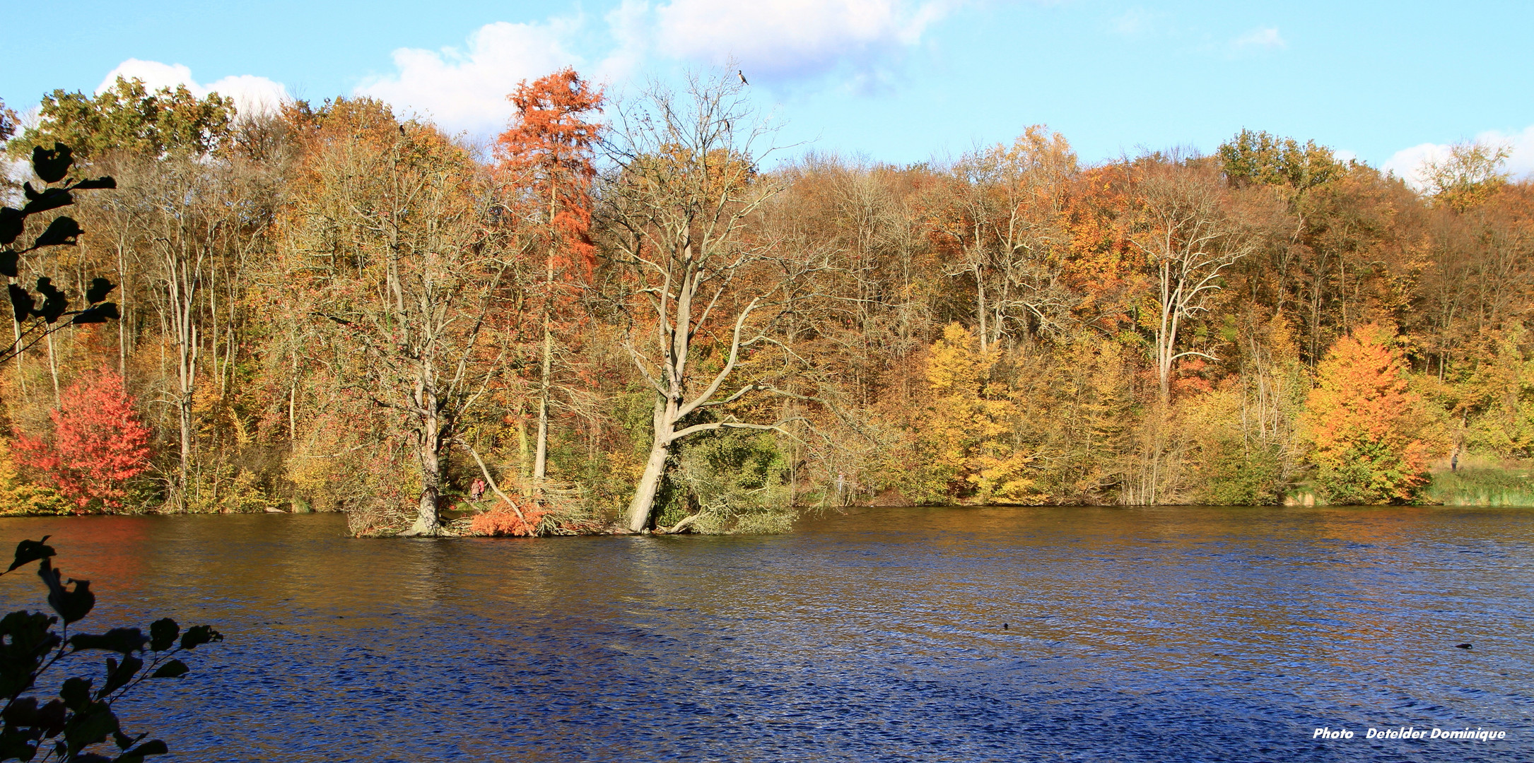 Arbres d'Automne