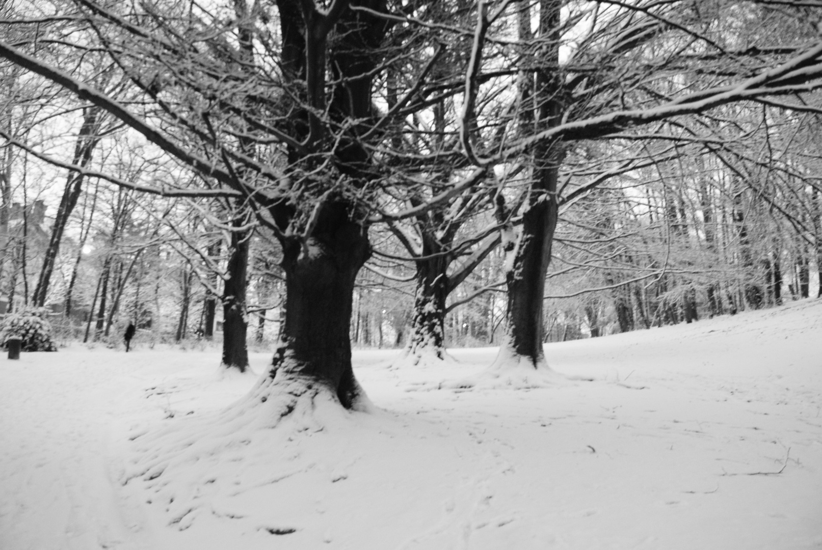 Arbres de neige