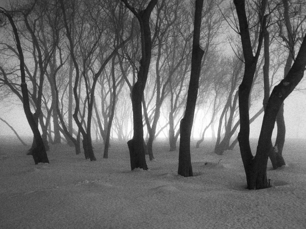 Arbres de nuit