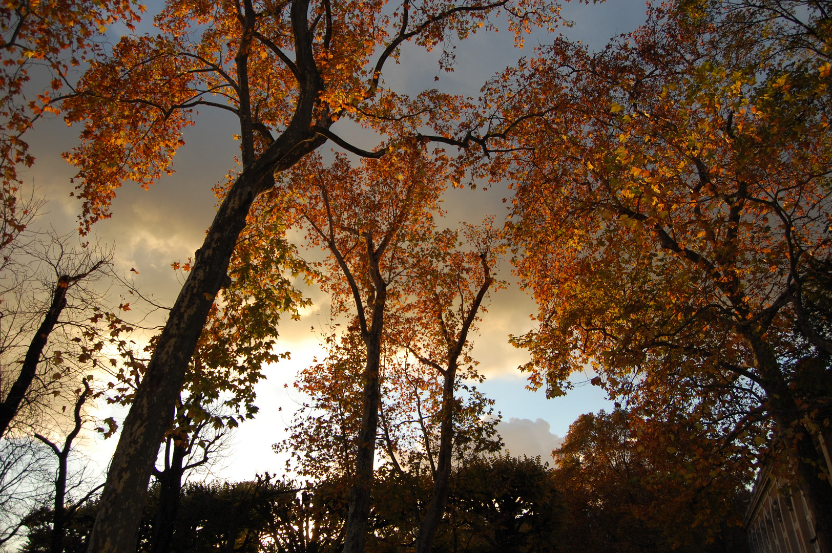 Arbres de Paris