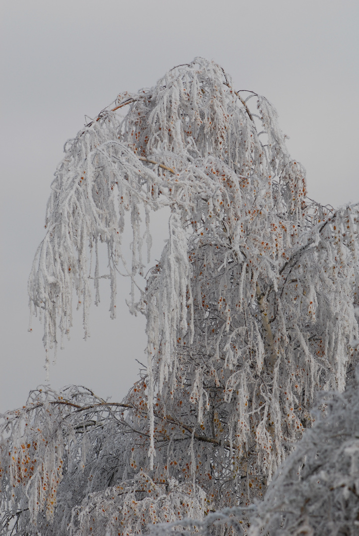 Arbres de verre