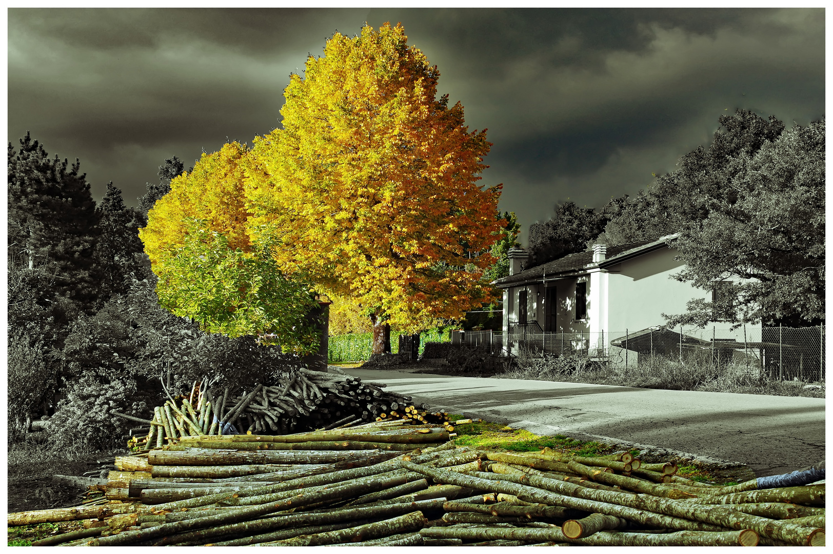  arbres debout, arbres couchés...