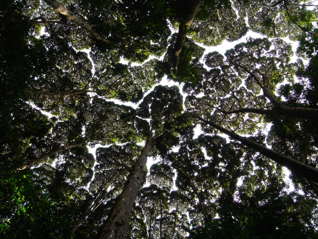 Arbres dentelles - FRIM - Kuala Lumpur