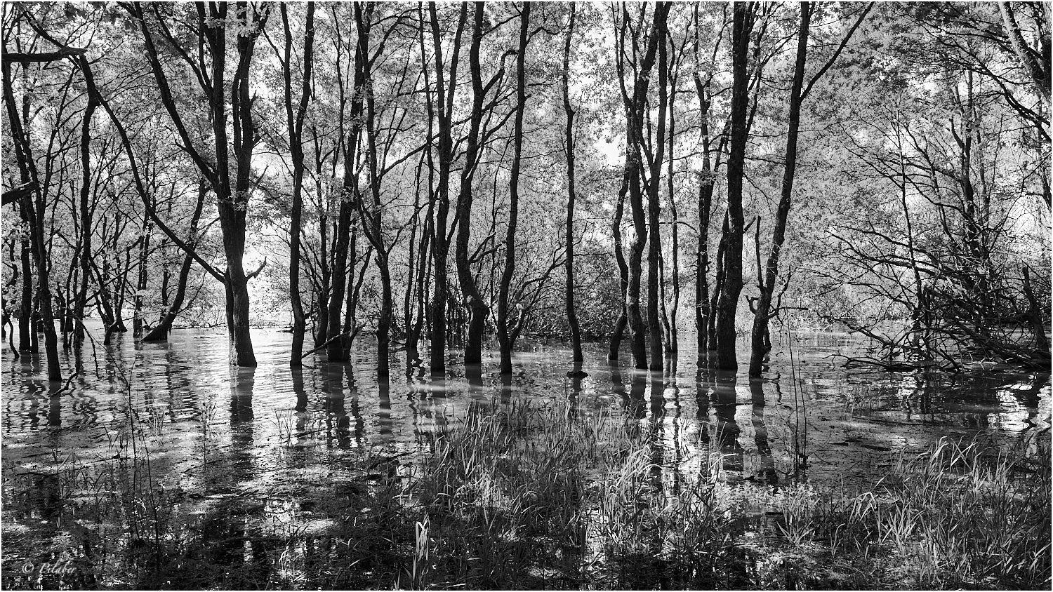 Arbres d'éternité