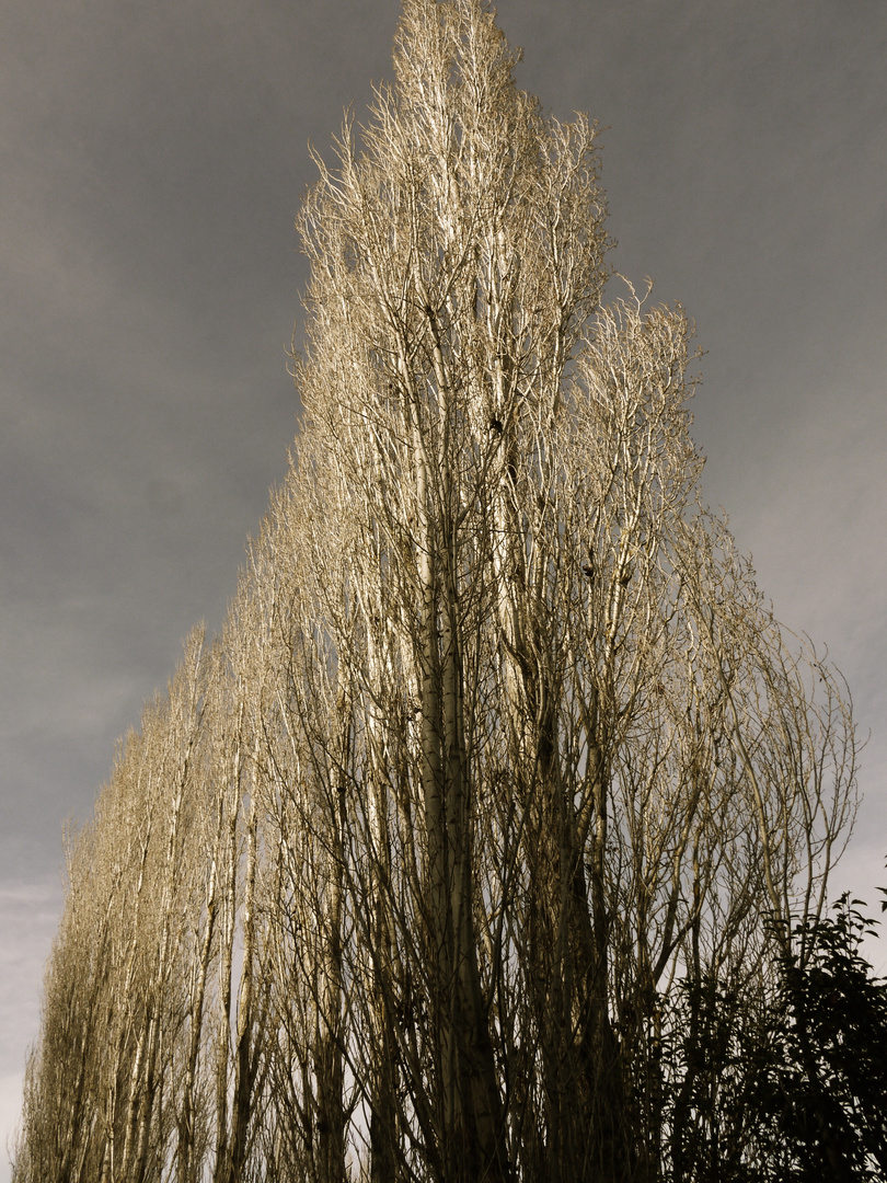 Arbres d'hiver