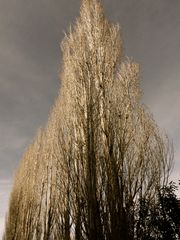 Arbres d'hiver