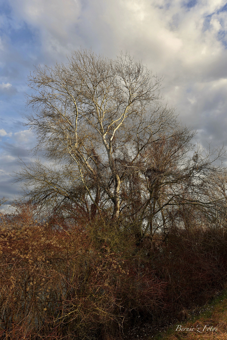 Arbres divers (d'hiver)