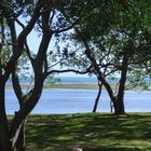 Arbres du bord de mer.