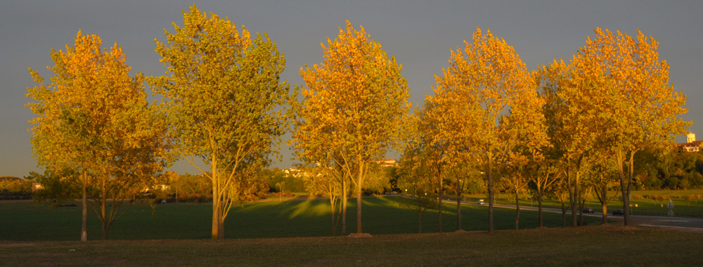 Arbres en Automne