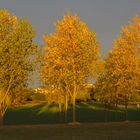 Arbres en Automne