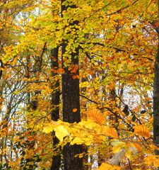 arbres en automne