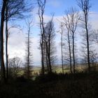 arbres en decembre sur fond de paysage