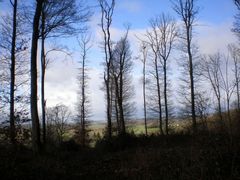 arbres en decembre sur fond de paysage