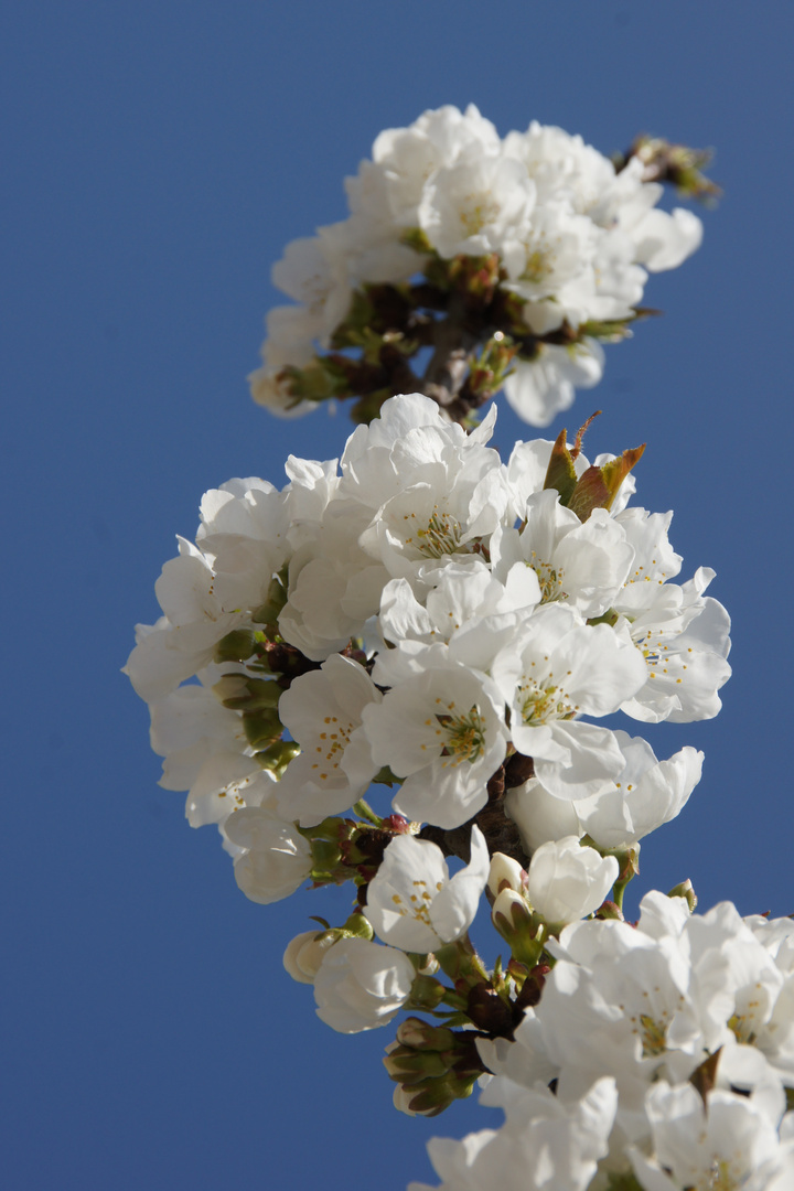 Arbres en Fleurs