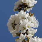 Arbres en Fleurs