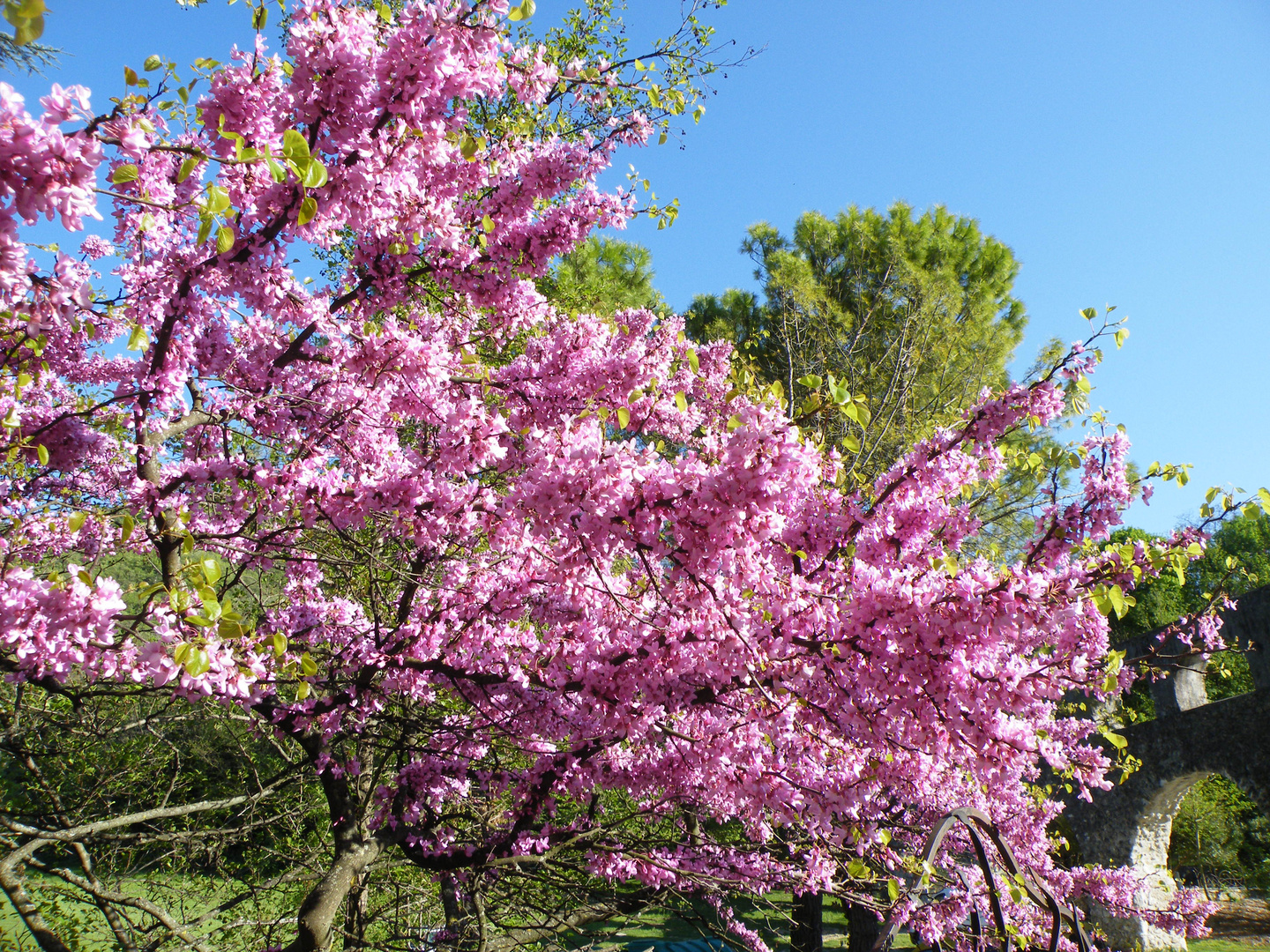 Arbres en Fleurs dans la Drôme