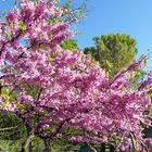 Arbres en Fleurs dans la Drôme