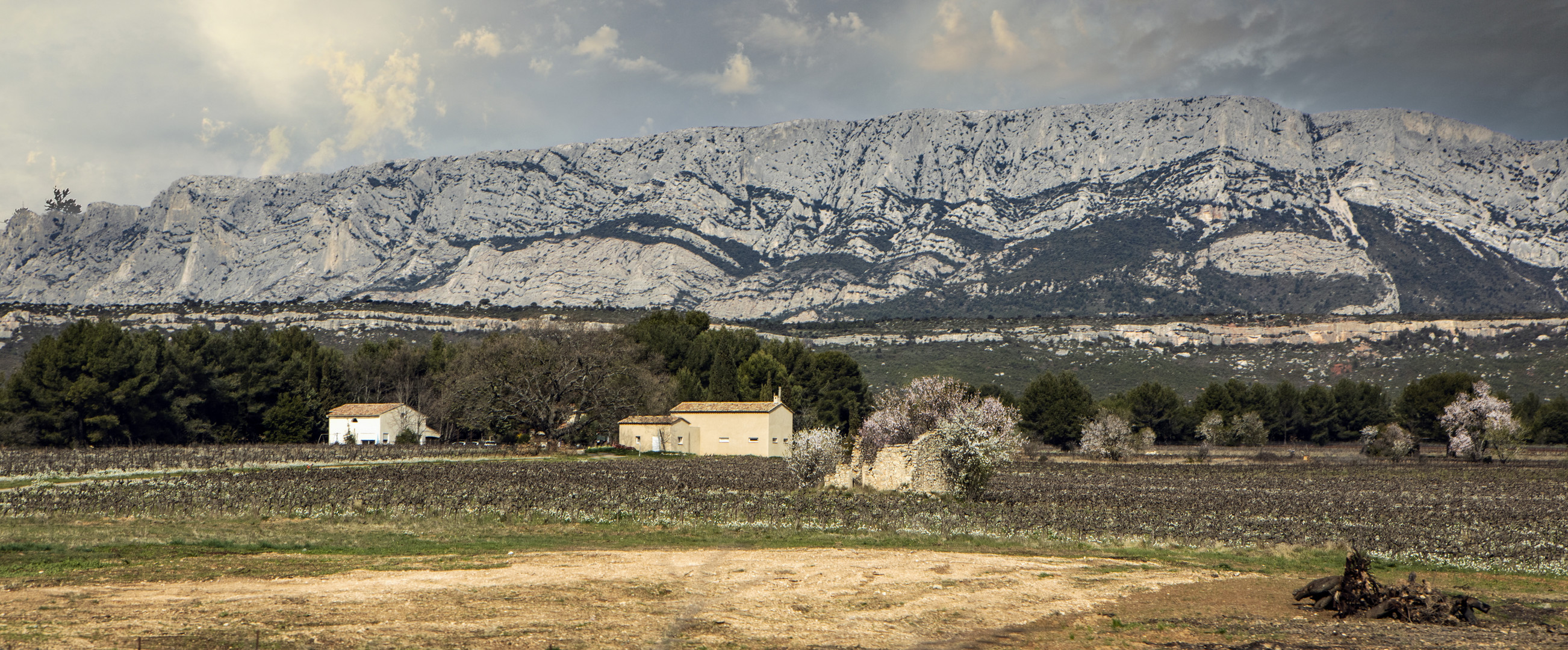 Arbres en fleurs sous Sainte Victoire