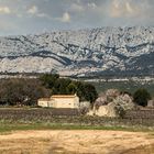 Arbres en fleurs sous Sainte Victoire