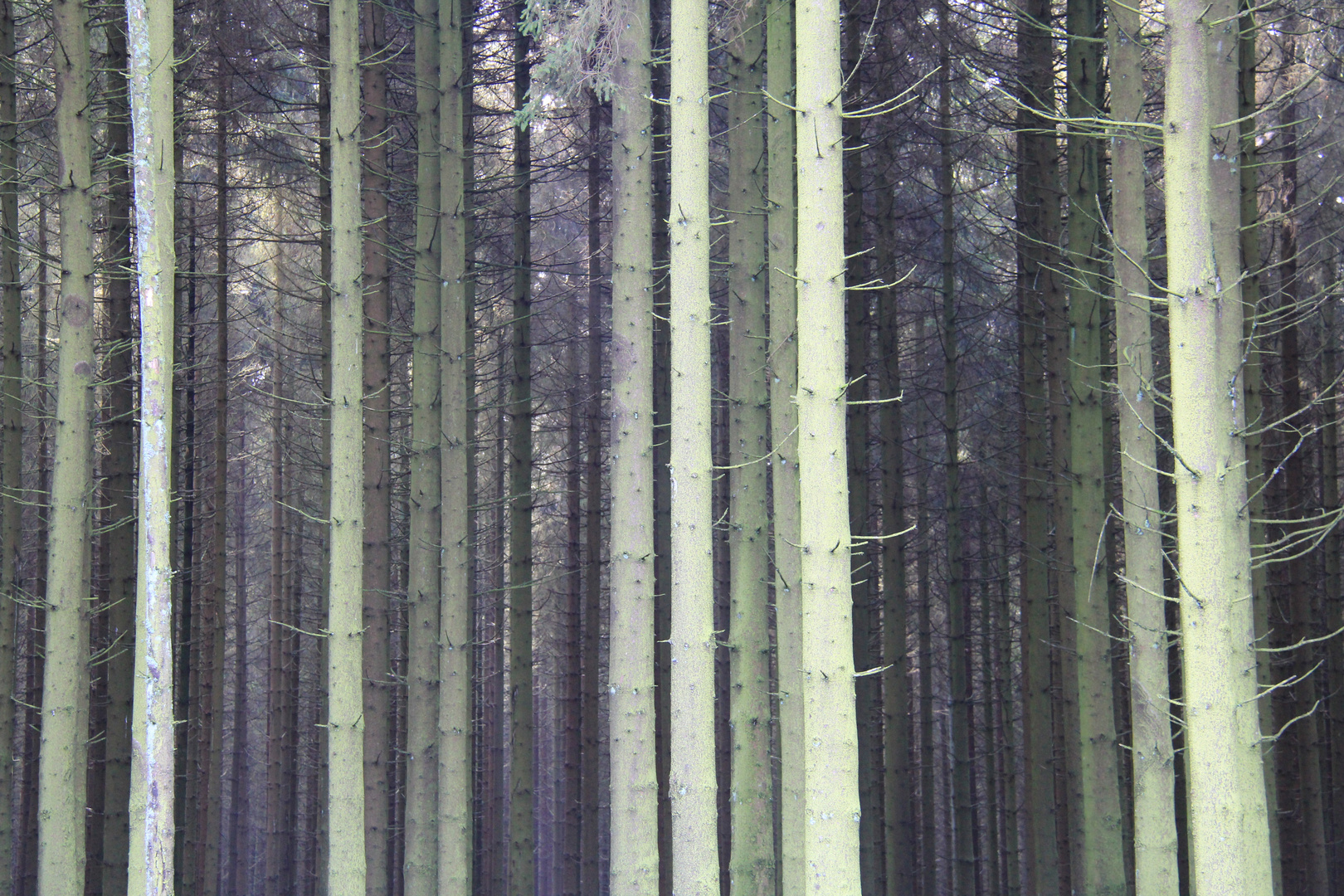 Arbres en forêt