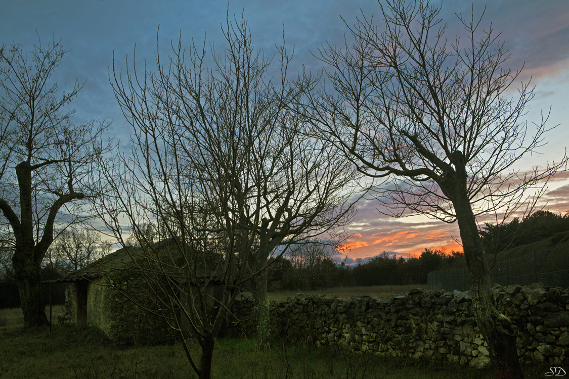 Arbres en hiver au crépuscule .