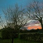 Arbres en hiver au crépuscule .